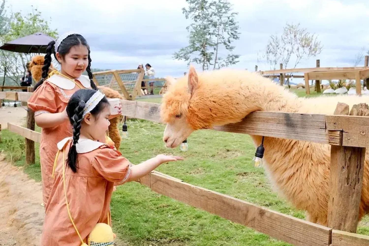 Chika Farm Đà Lạt - Trải nghiệm nông trại xanh mát giữa lòng thành phố hoa